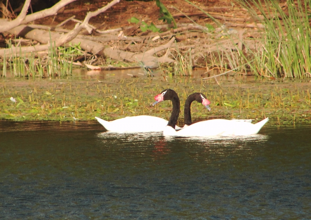 "Cisnes" de Ricardo Lagrange