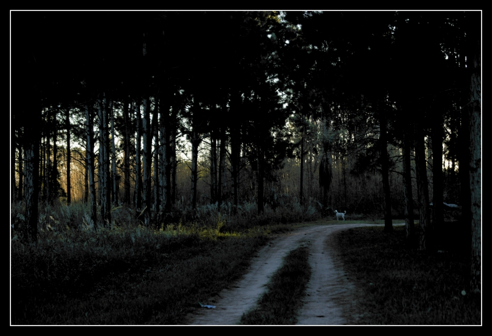 "camino entre los pinos..." de Daniel Alberto Prez