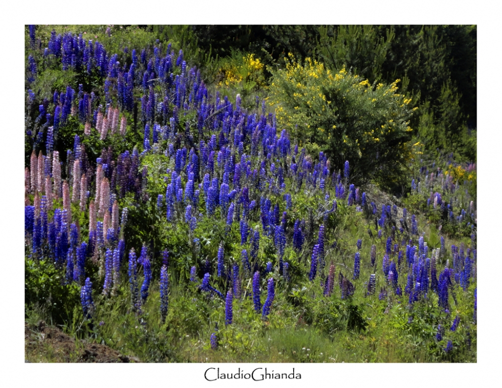 "Flores patagnicas" de Claudio Ghianda