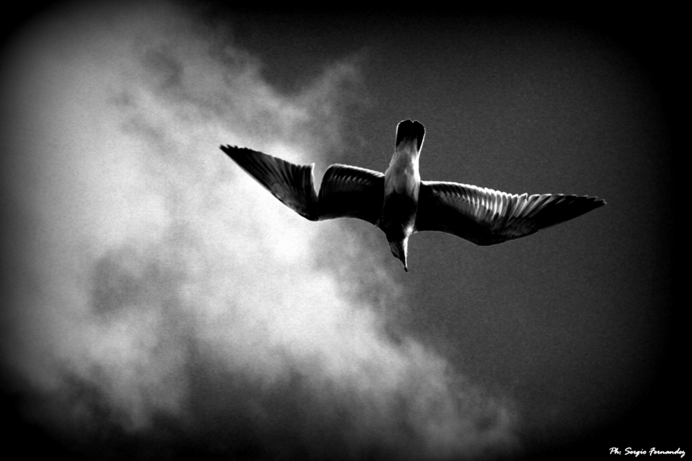 "Volar.." de Sergio Fernandez