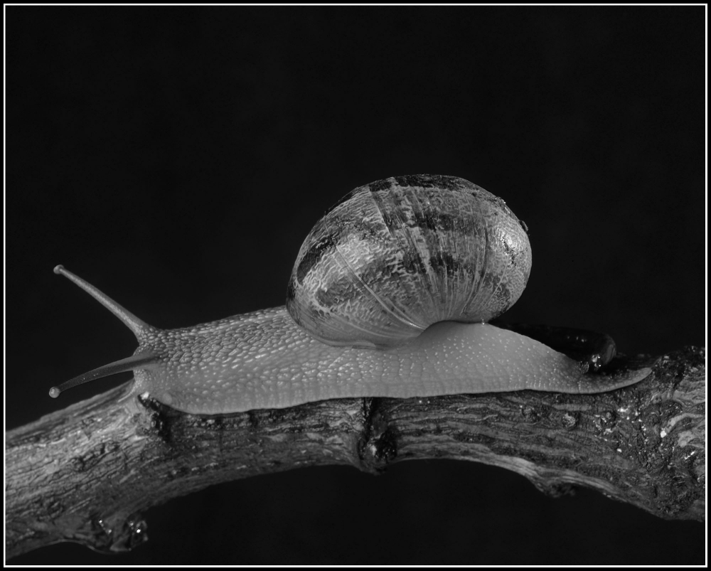 "snail" de Ailu Martinez