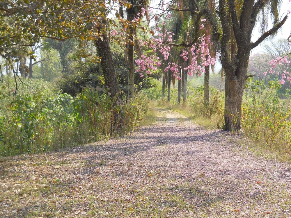 "Colores Primavera" de Ricardo Moreno