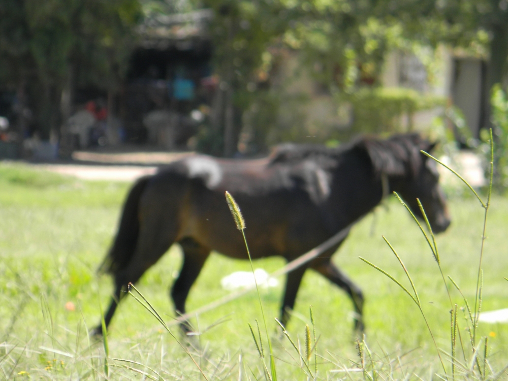 "caballo loco" de Hugo Zadunaisky