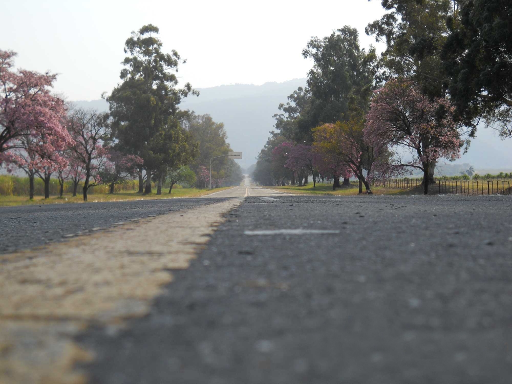 "La vida un largo camino" de Ricardo Moreno