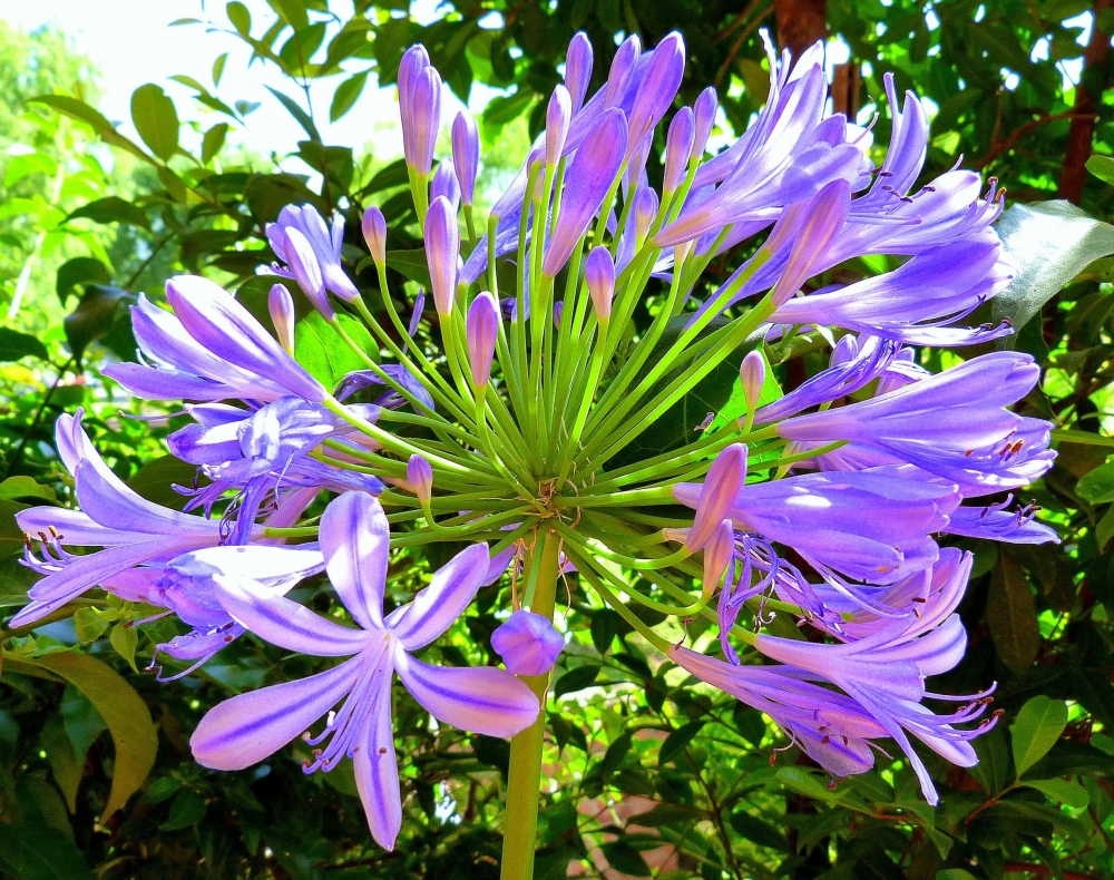 "Verdes y Lilas" de Hector Mao