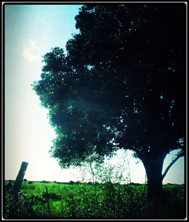 "Tarde en el campo" de Aymara Holotte