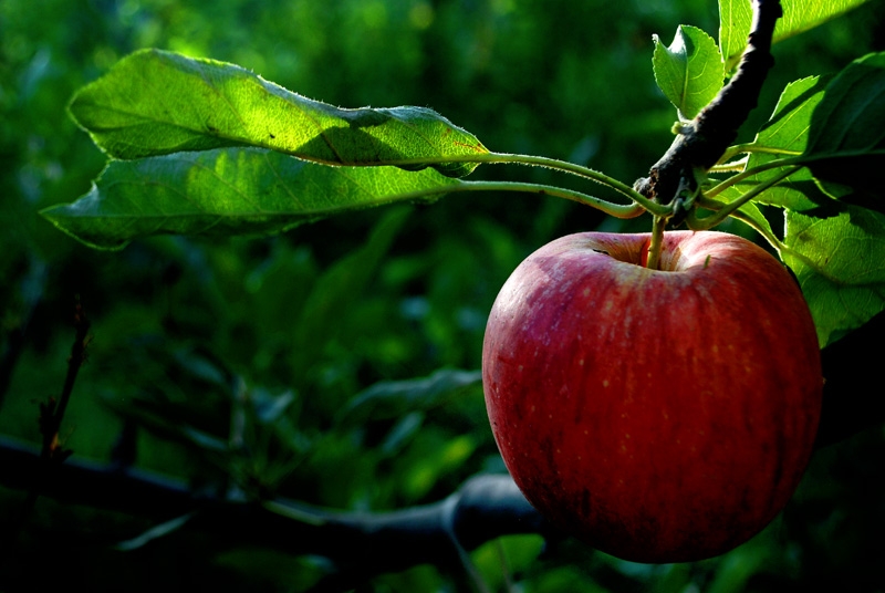 "La Manzana" de Osvaldo Sergio Gagliardi