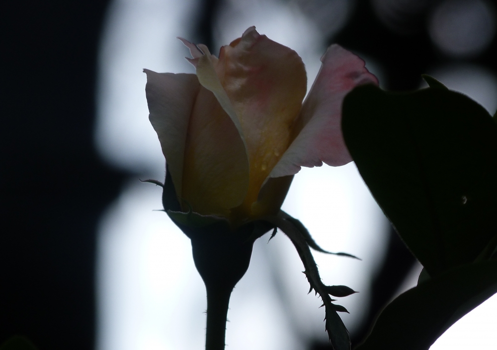 "rosa de mediodia" de Ivana Conte