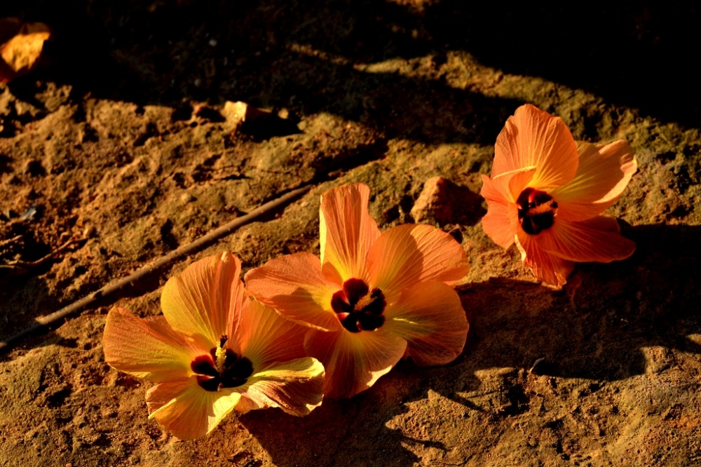 "solo flores amarillas" de Mercedes Orden