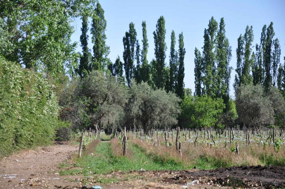 "entre fincas y alamedas..." de Jose Alberto Vicente