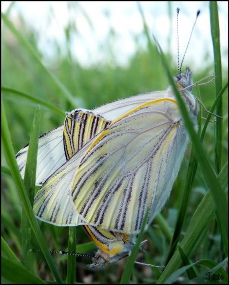 "Mariposas Mariposeando" de Claudio Rojas