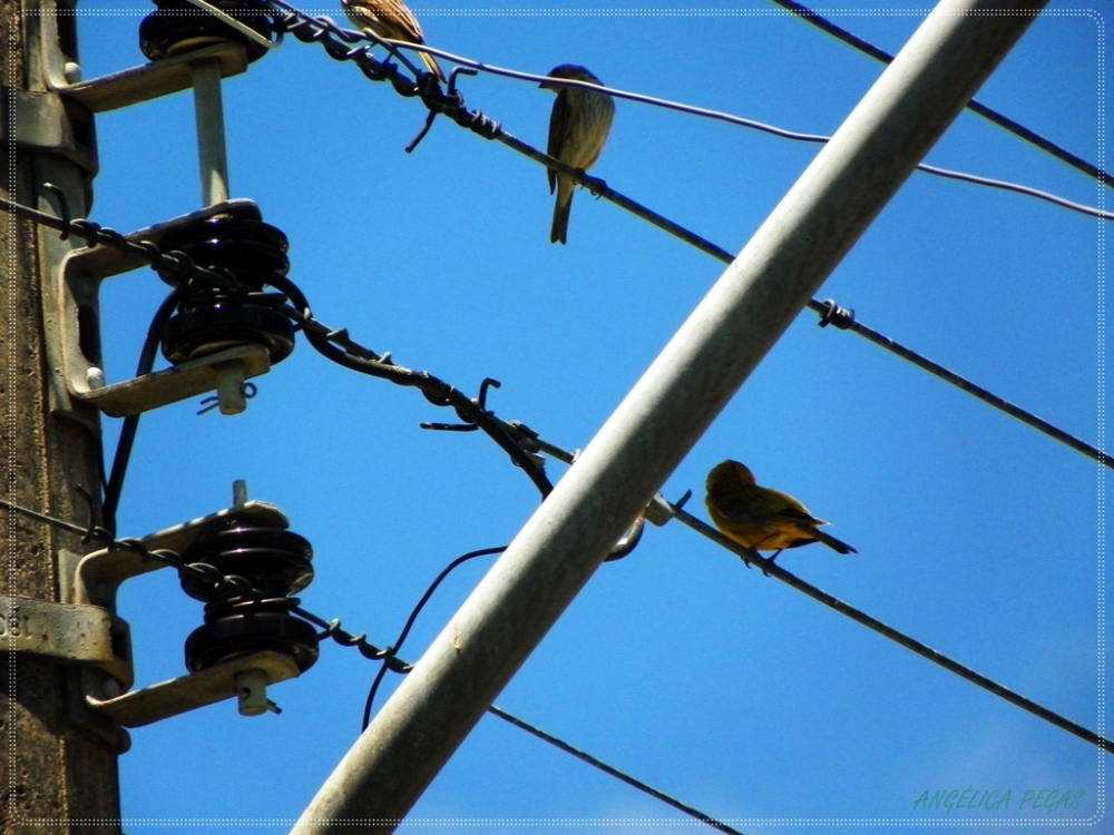 "SON LOS EQUILIBRISTAS.. ! !! HEHEHHE" de Anglica Pegas