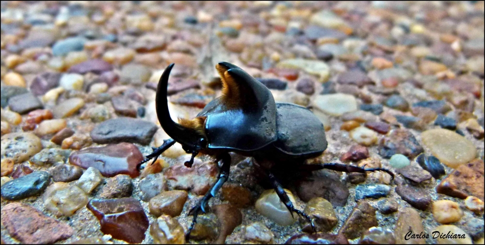 "Torito!!!!!!" de Carlos Dichiara