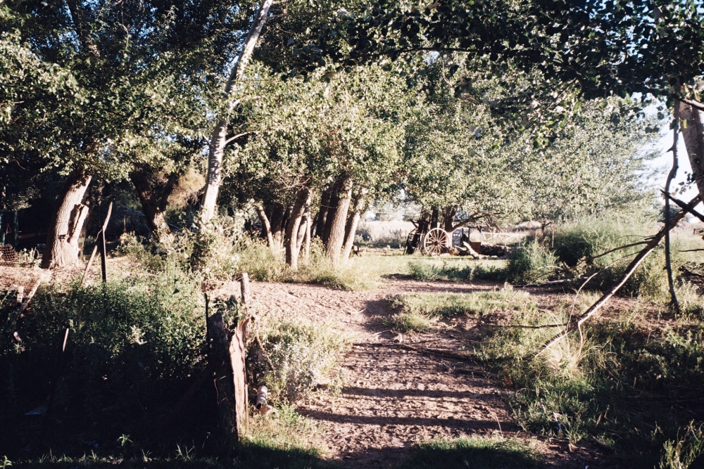 "Tnel de arboles" de Fernando Buezas