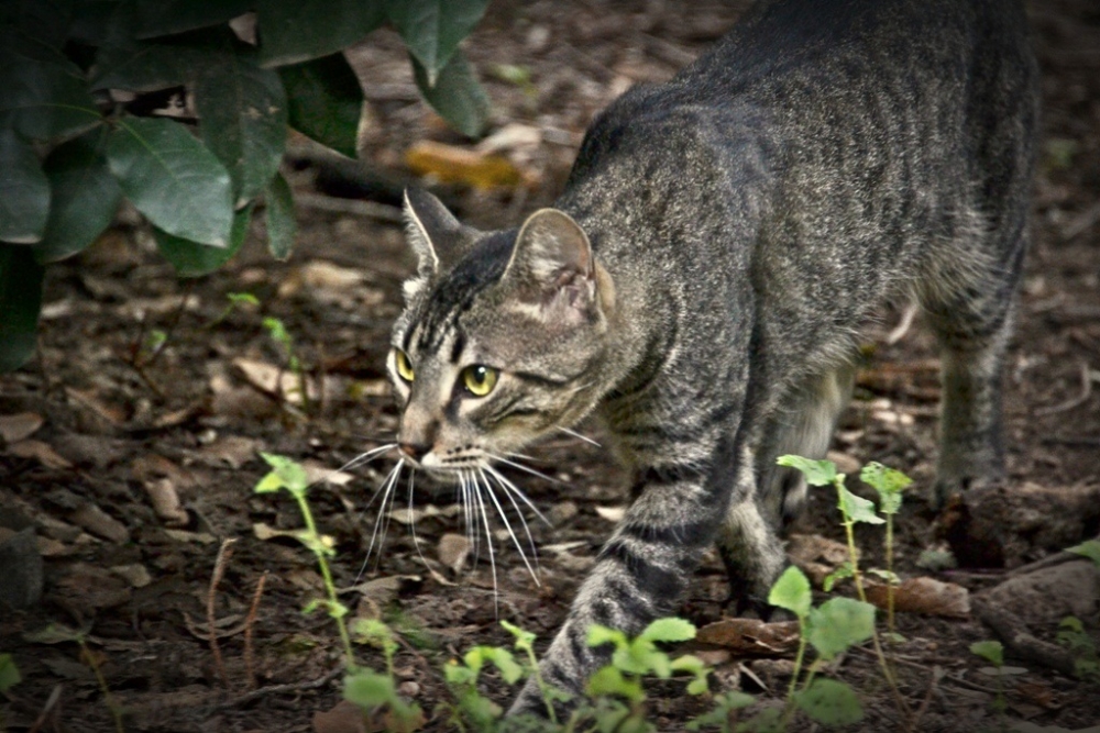 "gatito botaniquero" de Mercedes Orden