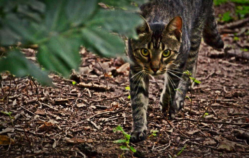 "gatito botaniquero (2)" de Mercedes Orden