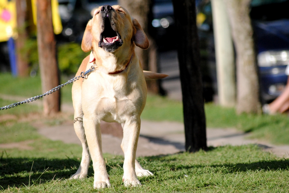 "Labrador" de Matias Gotte