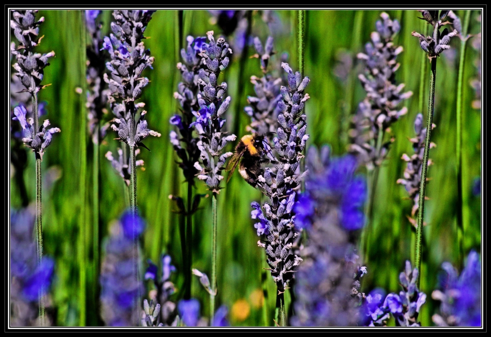 "Lavanda" de Ignacio Vaccari