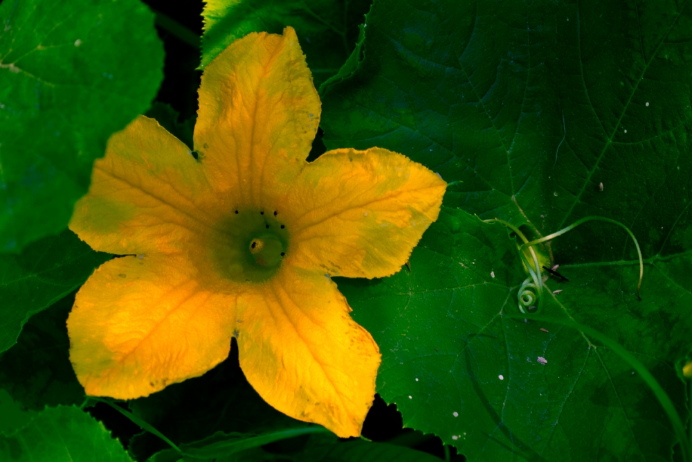 "Flor de Zapallo" de Hctor Fassi