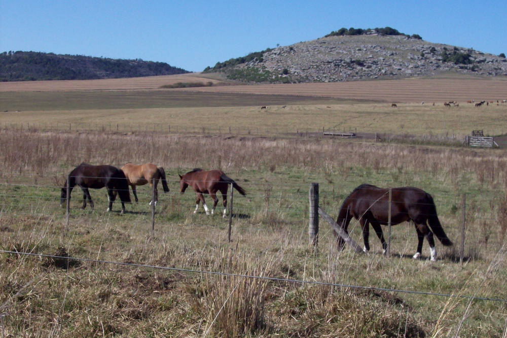 "caballos" de Micaela Casado