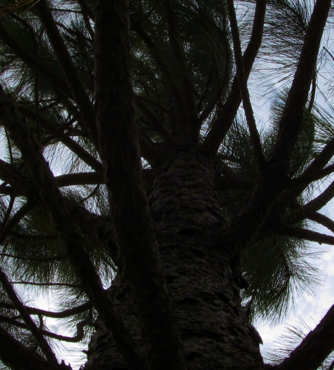 "el rbol que no me dej ver el bosque" de Leonardo Bertolino