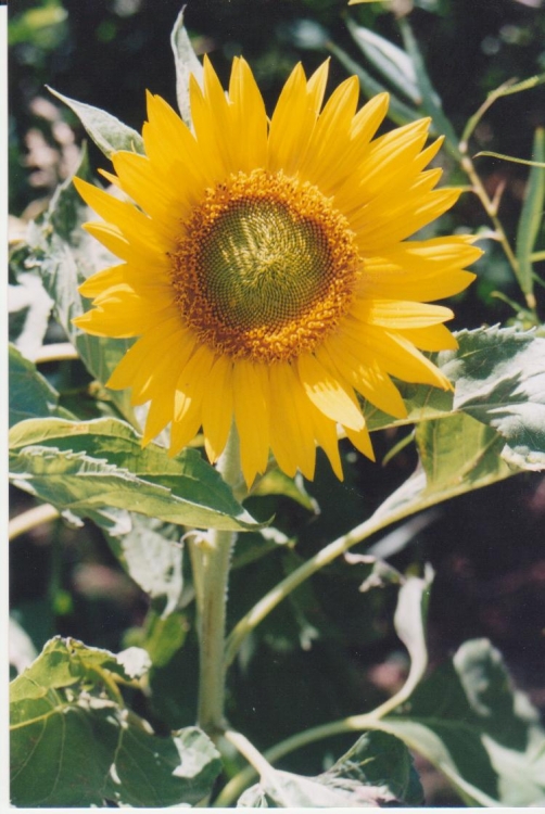 "corazn de oro" de Elsa Zulema Verdes