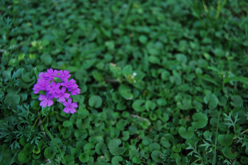 "Flor silvestre...." de Romina Esponda