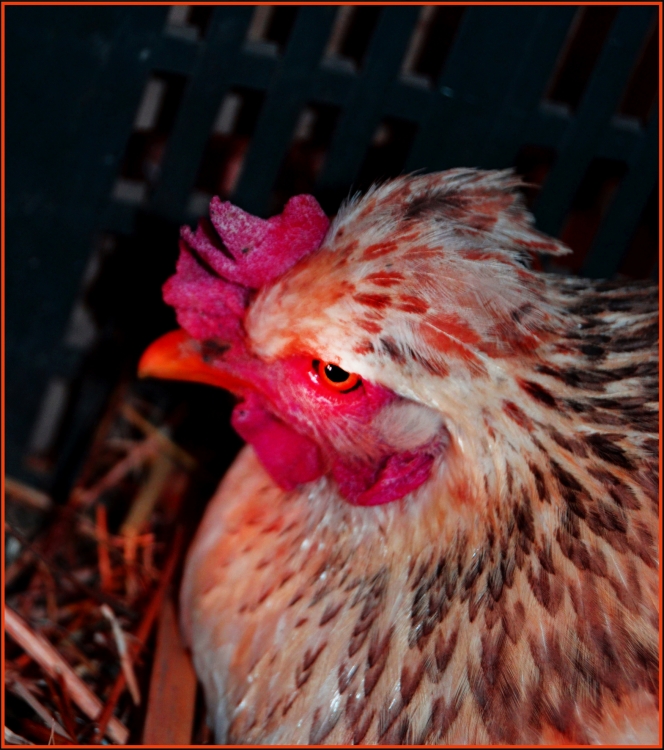 "gallina" de Ramiro Antonio Rodriguez Sigliano