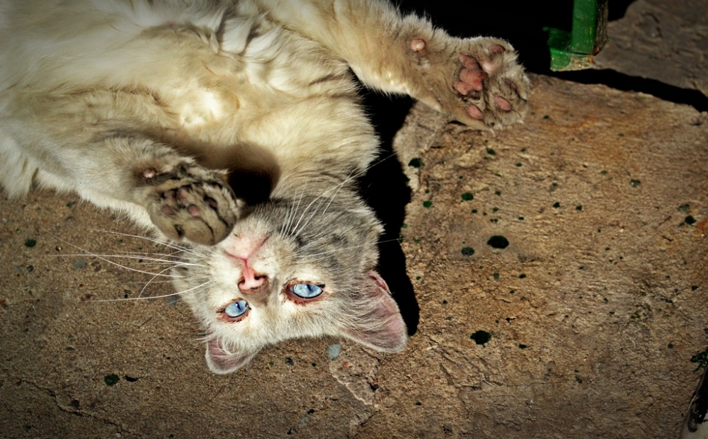 "el gatito del garage" de Mercedes Orden