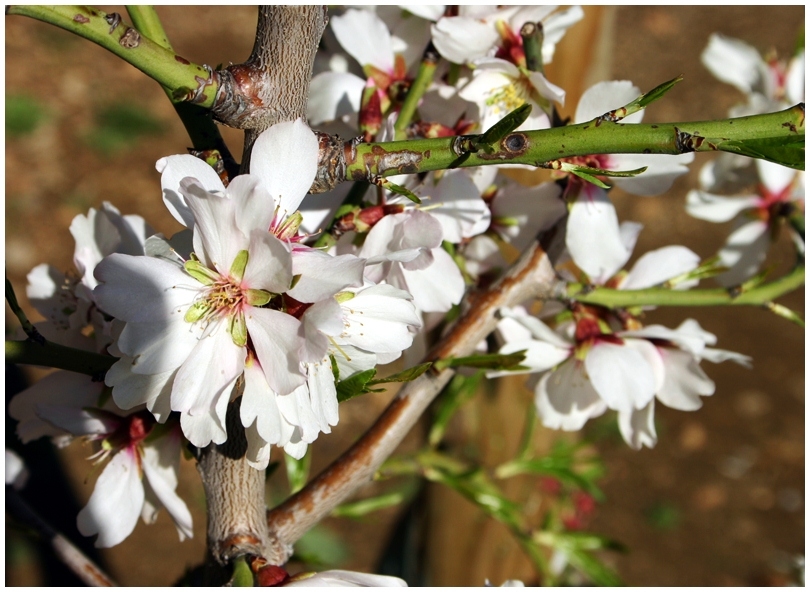 "Flores" de Andres Mancuso