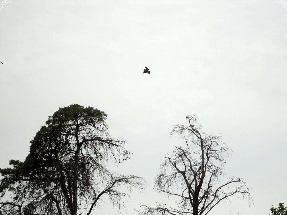 "Ave en Vuelo IV" de Elisa Paola Aguero