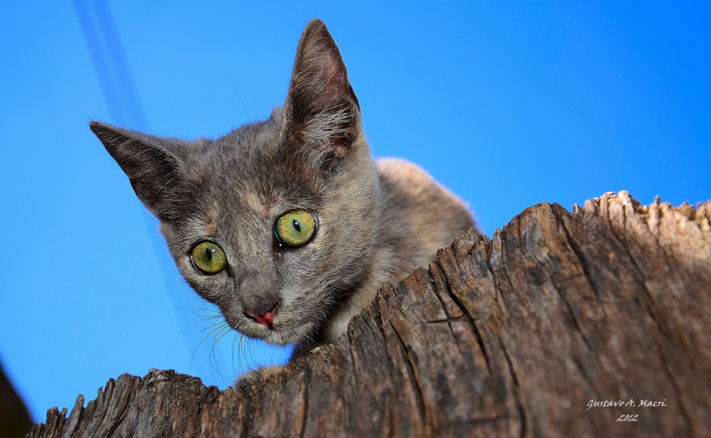 "Mi gatita" de Gustavo Macri