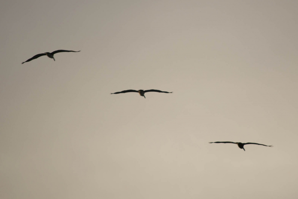 "Vuelo en formacin" de Flavio Scarpettini