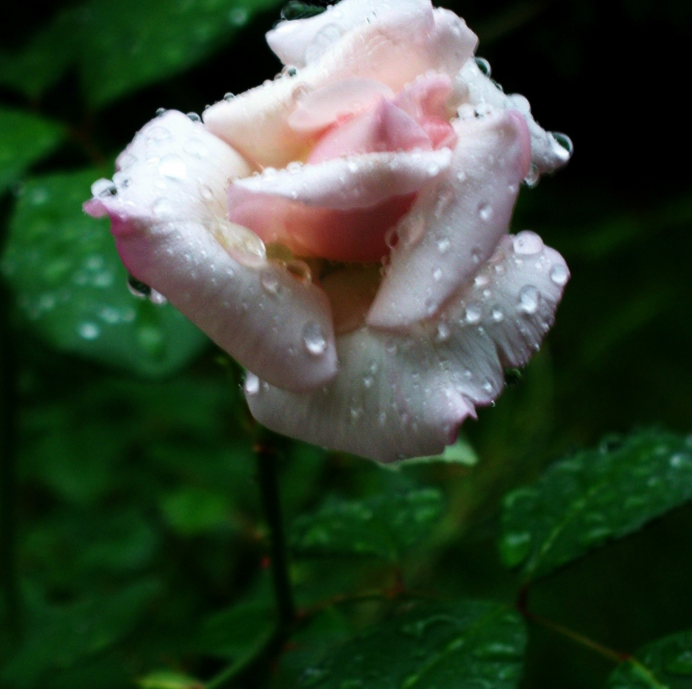 "la rosa" de Beatriz Di Marzio