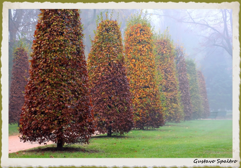 "Arboles en otoo" de Gustavo Spaltro