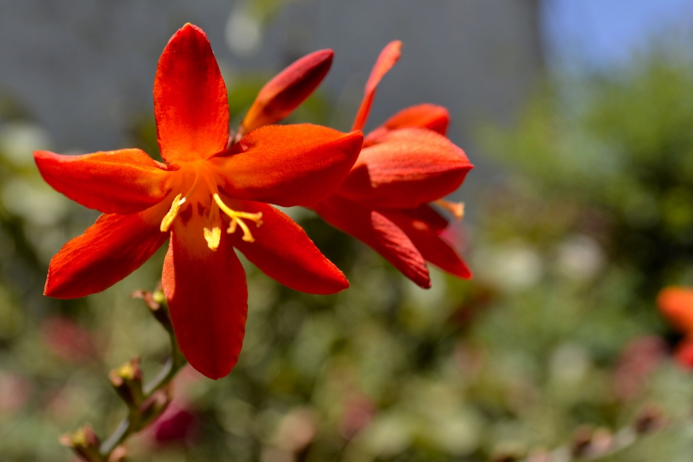 "Flores" de Xavier Panzarasa