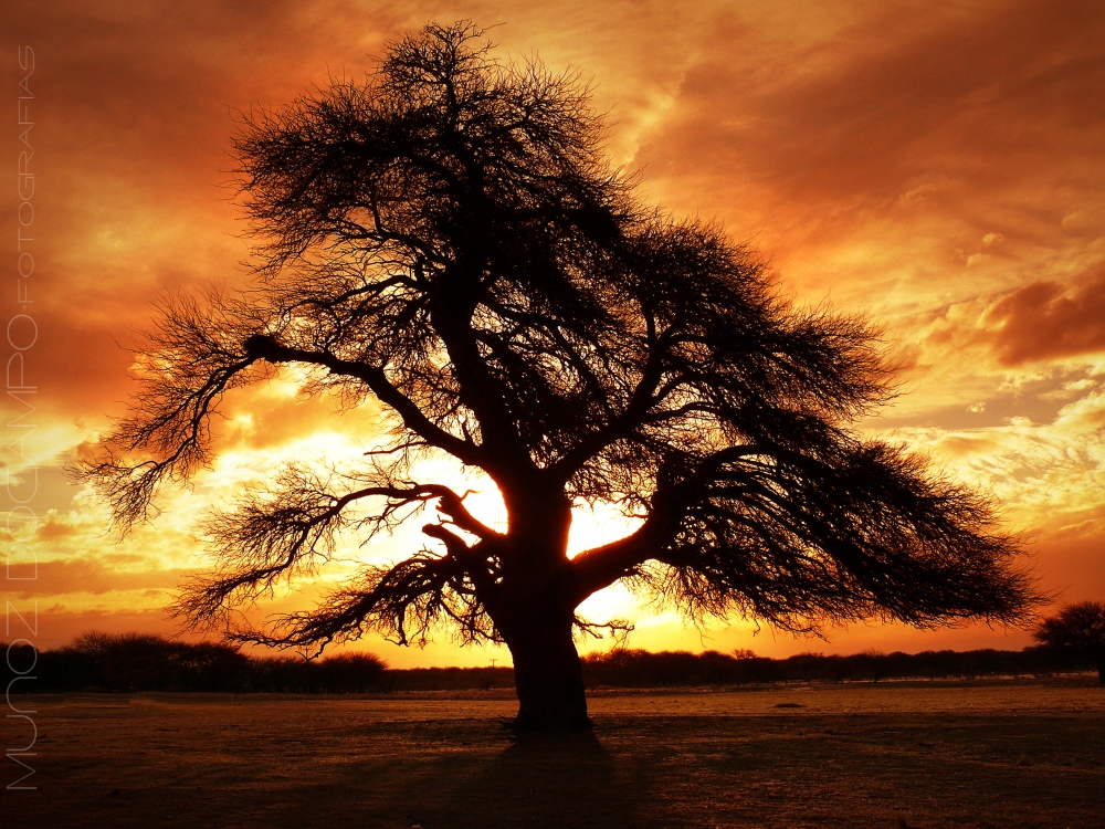 "El Arbol sagrado" de Fabin Muoz Docampo