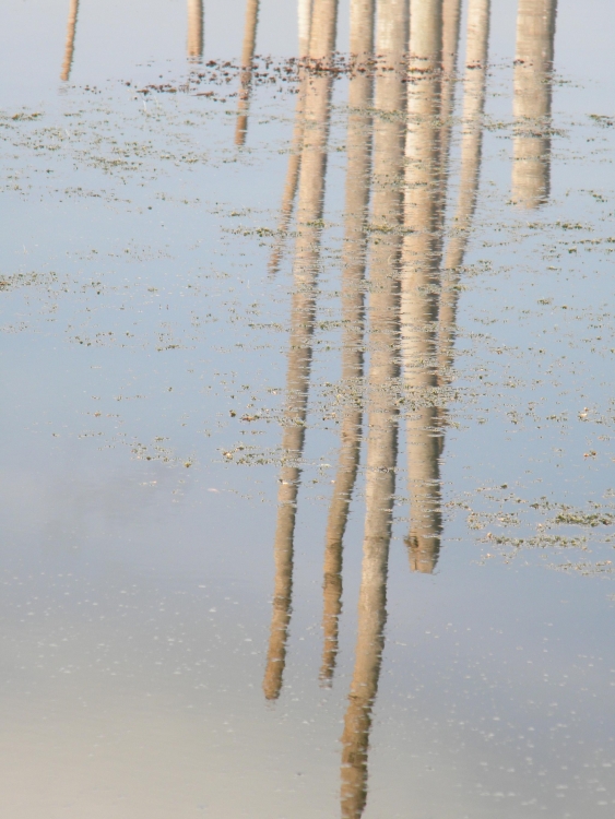 "Serie Reflejos IV" de Marcelo Sergio Gonzalez