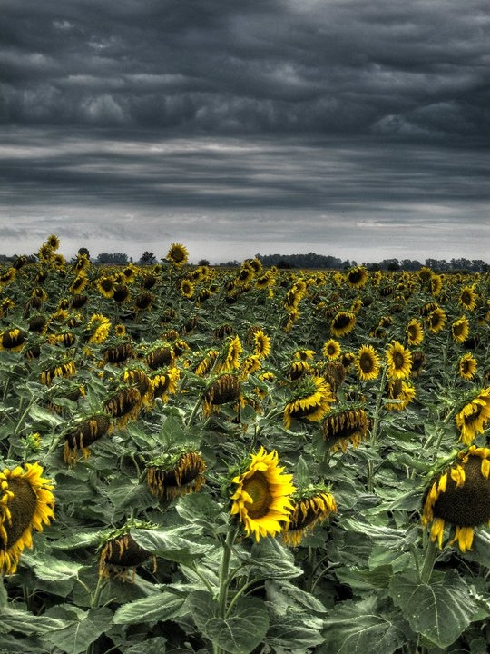 "Girasoles tristes" de Ezequiel Zaiat