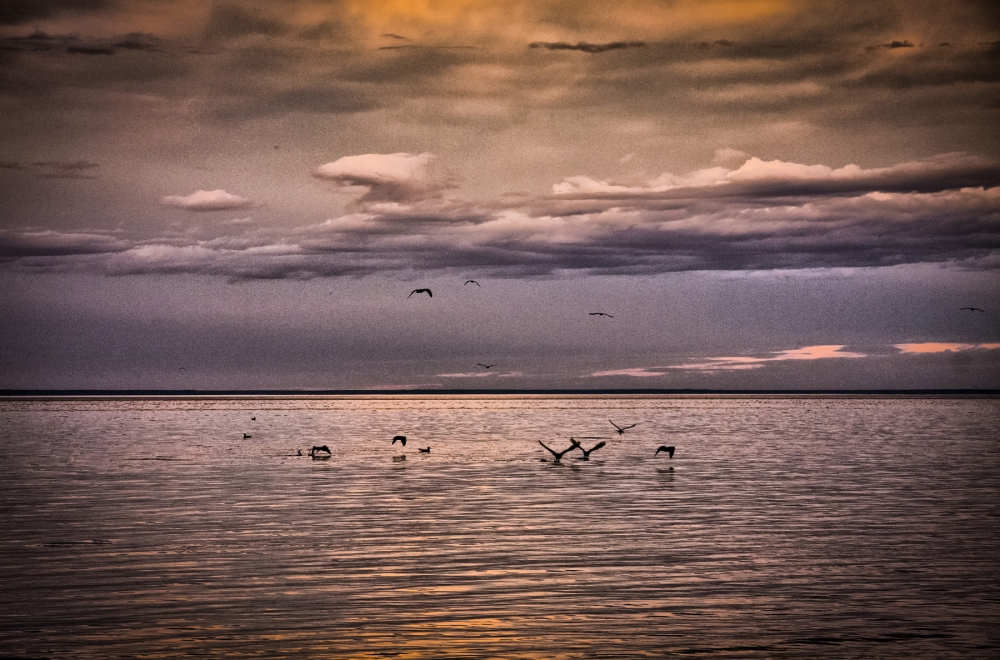 "Aves pescadoras" de Manuel Raul Pantin Rivero