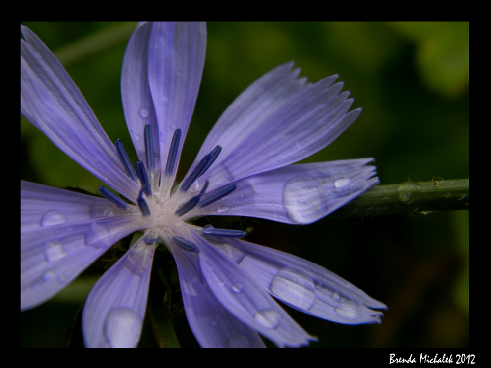 "Violetita" de Brenda Yamila Michalek