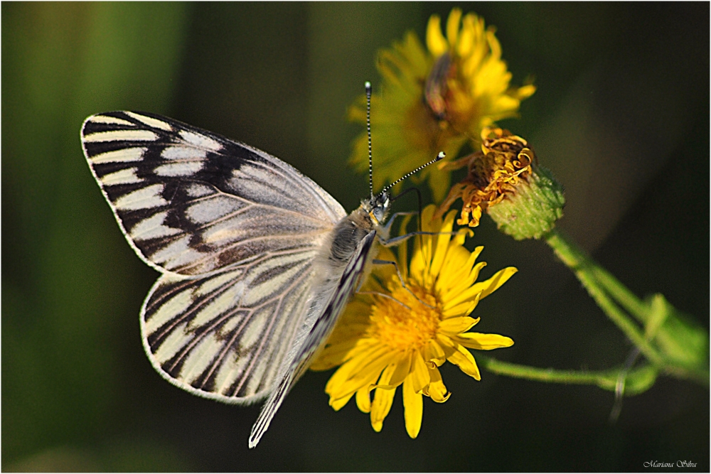 "Mariposa" de Mariana Silva