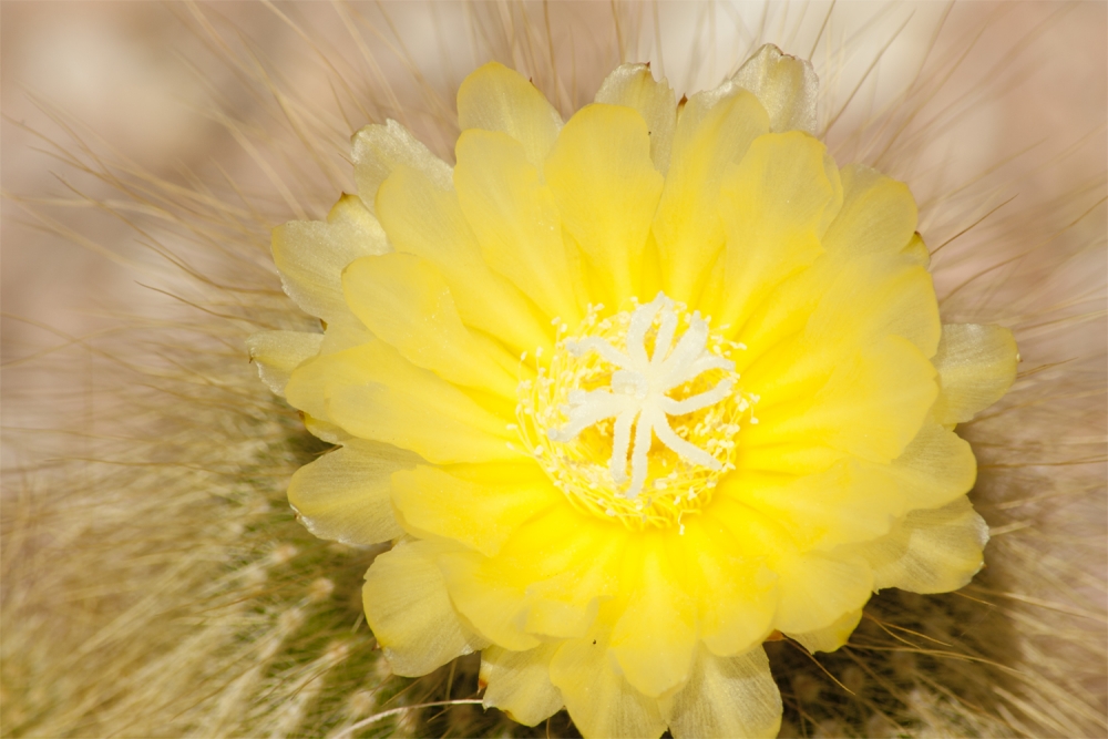 "Flor de cactus" de Jos Mara Bautista