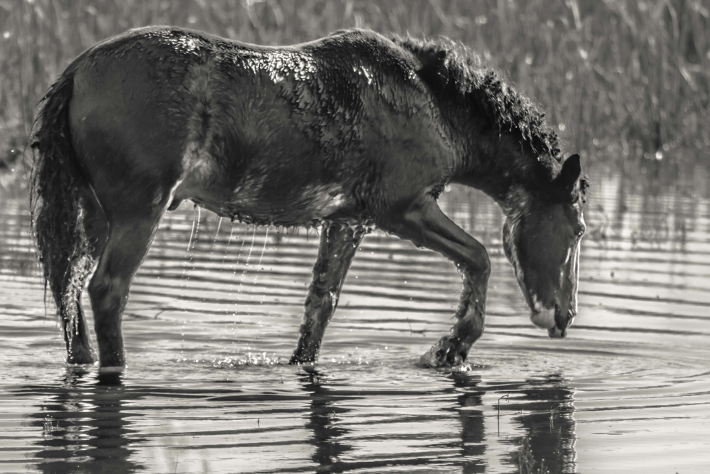 "Refrescndose" de Carlos Gianoli