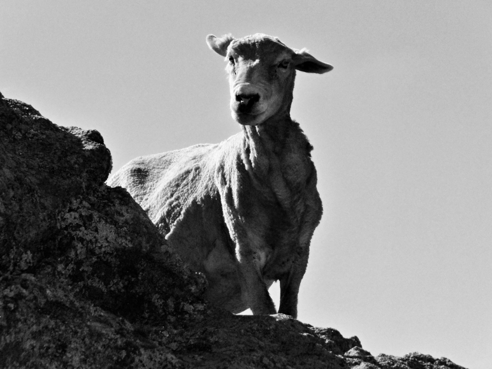 "Te estoy mirando..." de Eduardo Rene Cappanari