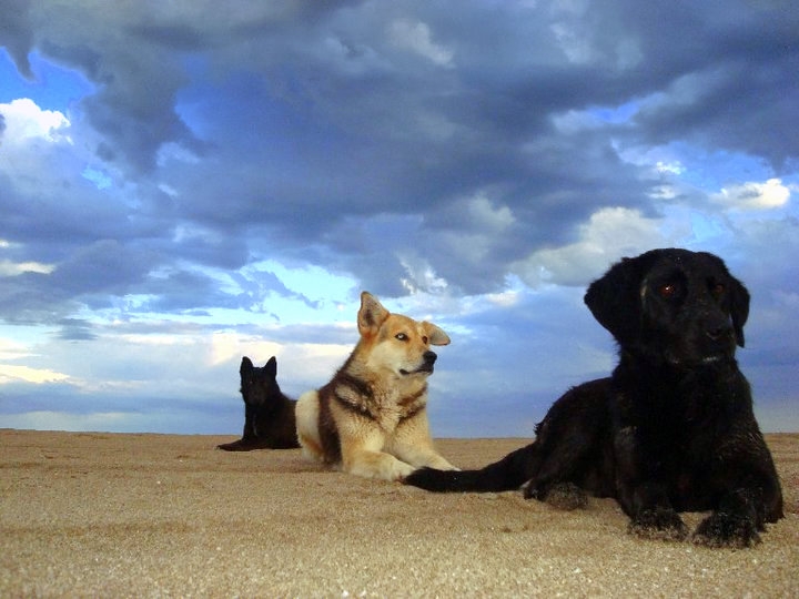 "Reino canino" de Beto Goj