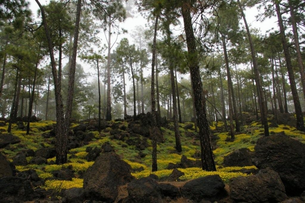 "Tenerife" de Veronica Delponti