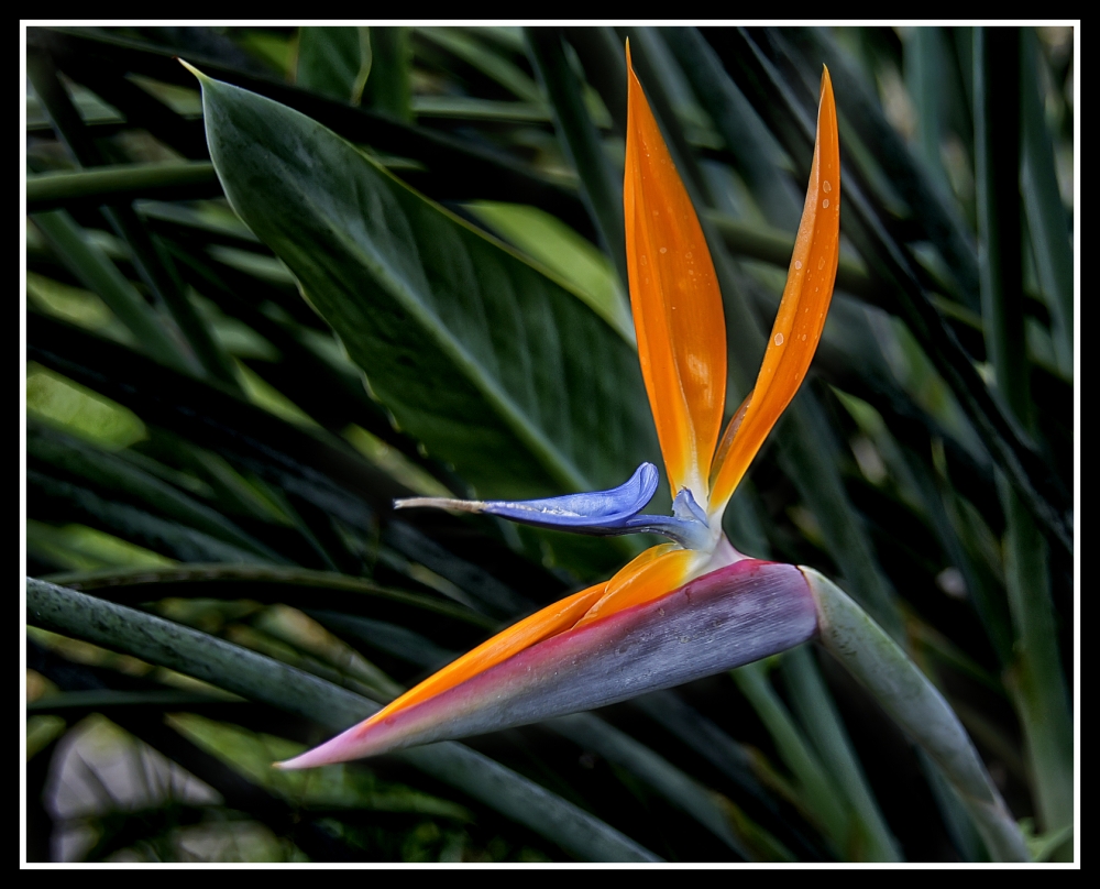 "Strelitzia" de Hugo Lorenzo