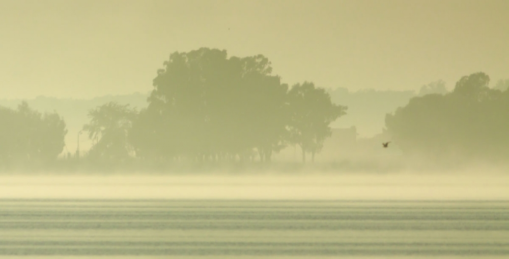 "niebla" de Edith Polverini