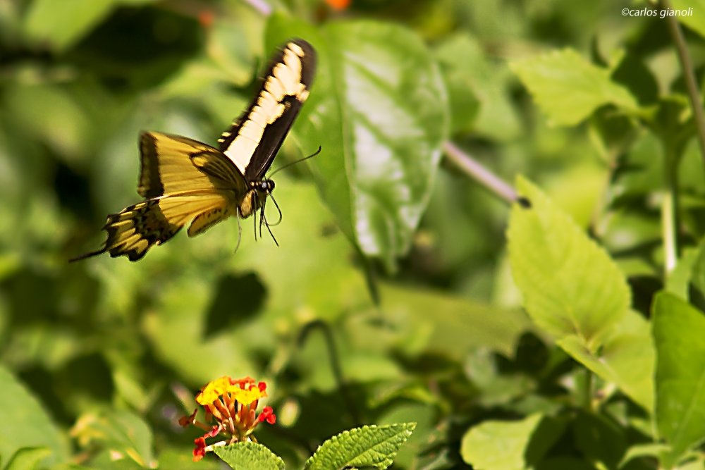 "La mariposa me mira para la foto" de Carlos Gianoli